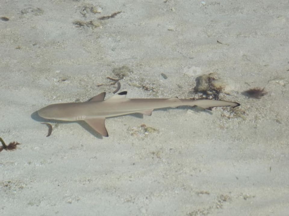 Riffhai Adaaran Select Hudhuran Fushi - Premium All Inclusive