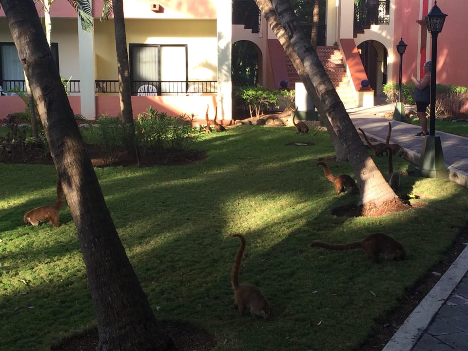 Mexiko März 2015 Hotel Riu Tequila