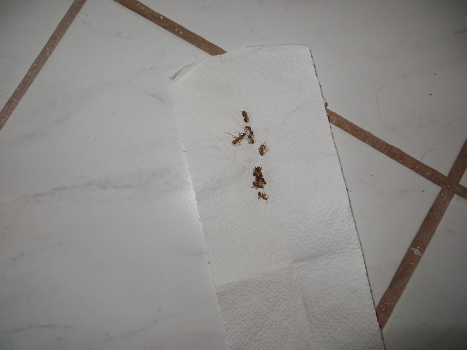 Tägliche Besucher Hotel Diani Palm Resort