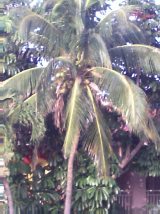 Karibikpalme Starfish Cuatro Palmas