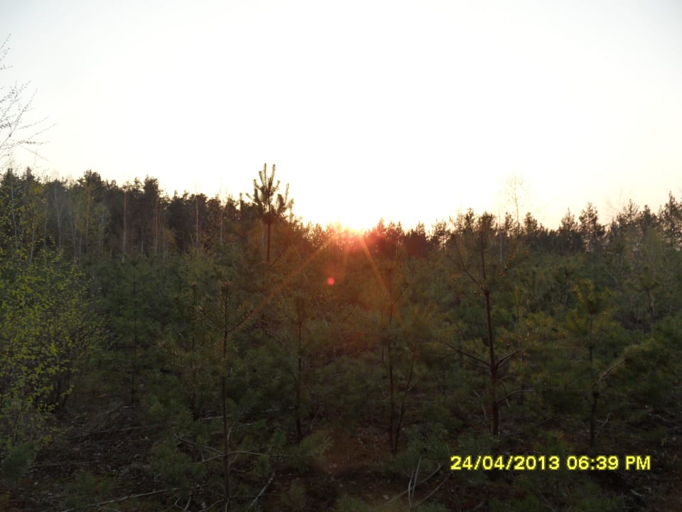 Wald so weit das Auge reicht Center Hotel Bronkow