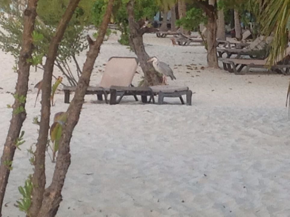 Morgendlicher Besuch Kuredu Island Resort & Spa