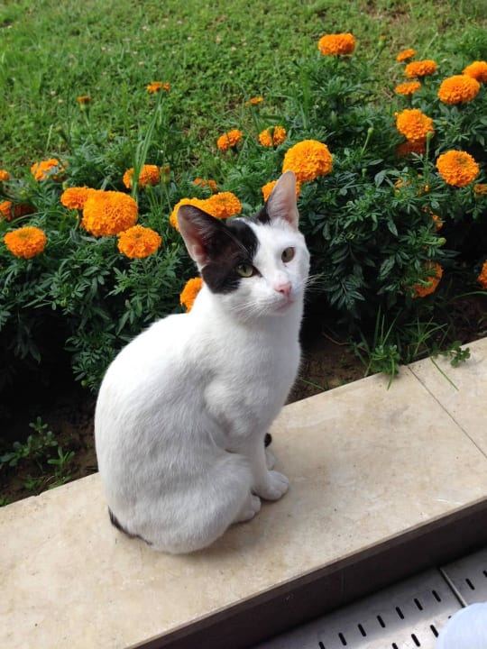 Hotelkatze Calimera Hane Garden