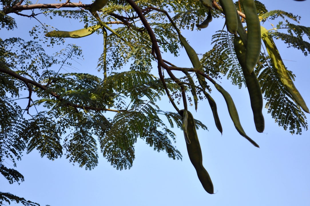 Baobab Resort Lopesan Baobab Resort