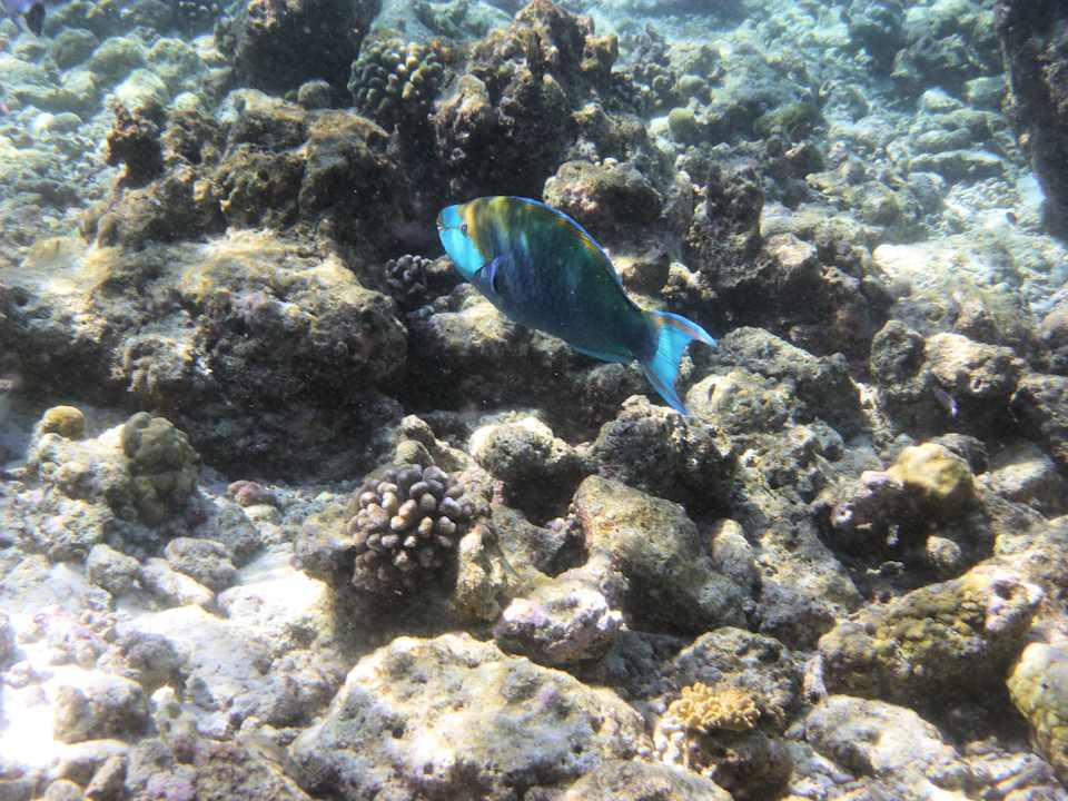 Snorkling NH Collection Maldives Reethi Resort