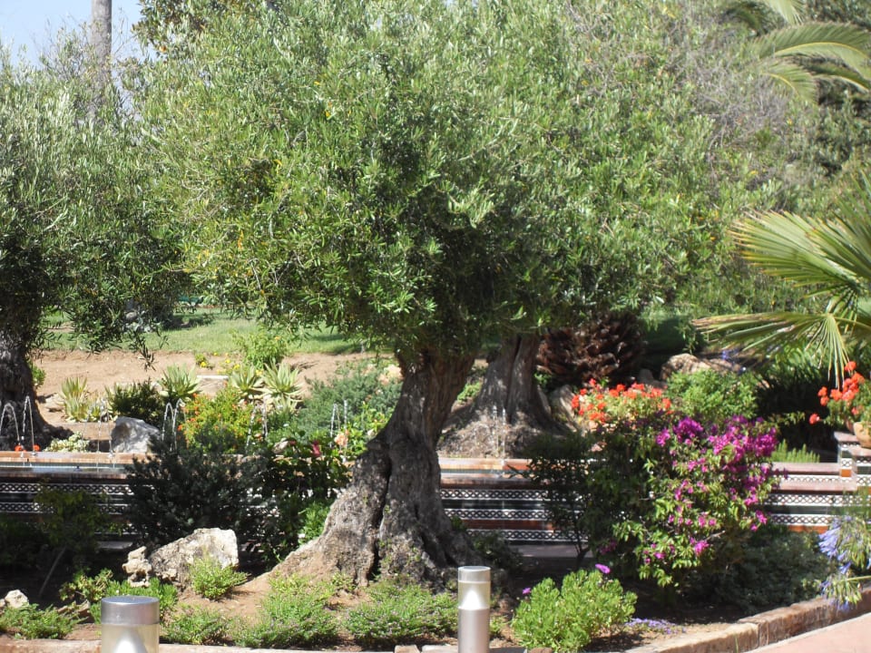 Viel schöner Baumbestand Aldiana Club Andalusien