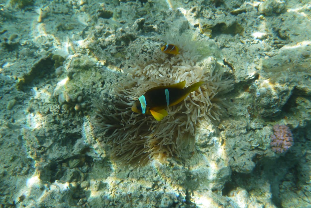 Sport & Freizeit Marina Resort Port Ghalib, a member of Radisson Individuals