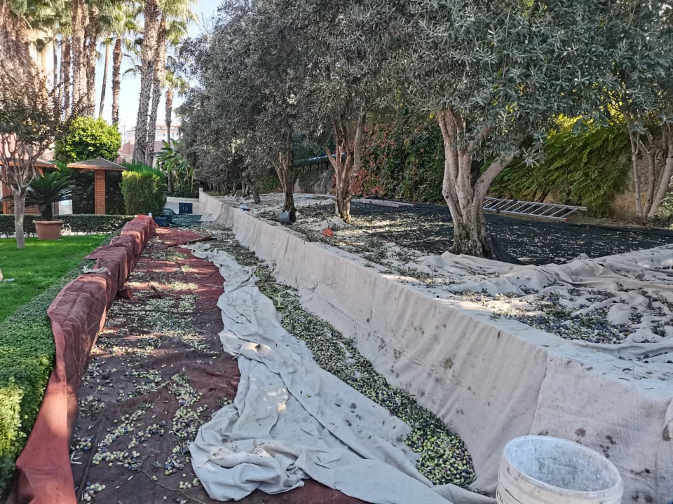 Gartenanlage Miramare Queen Hotel