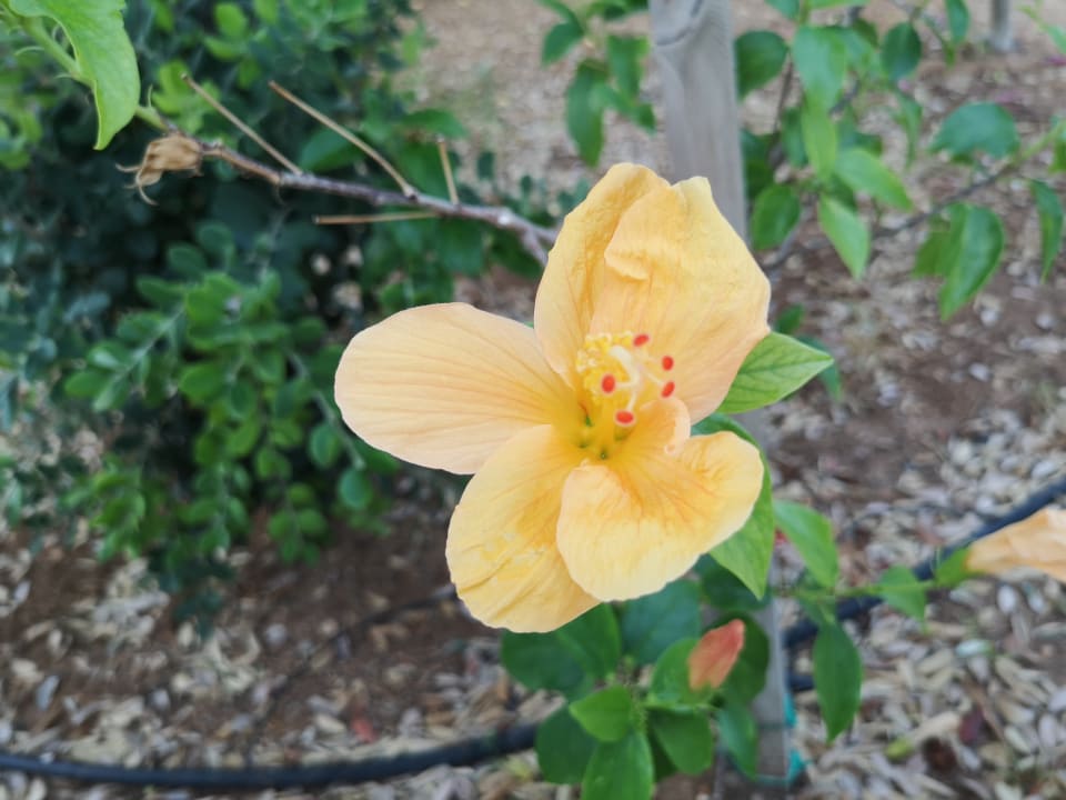 Garten TUI SUNEO Chrissi Amoudia