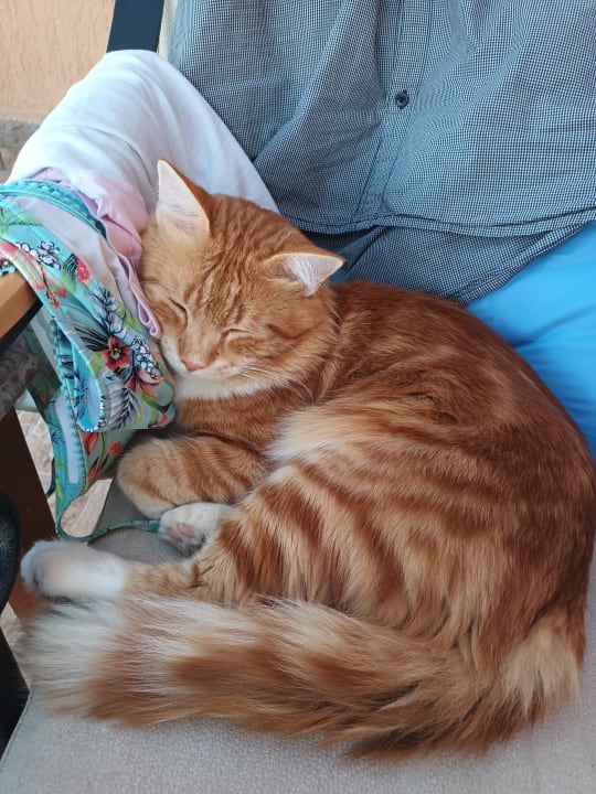 Sonstiges Shams Prestige Abu Soma-Adults Only