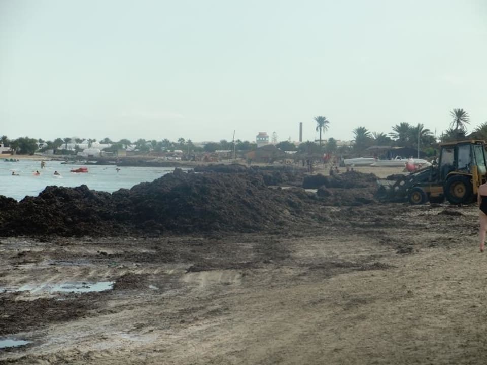 Räumung des Hotel-Strandes von Seegras Hotel Royal Garden Palace