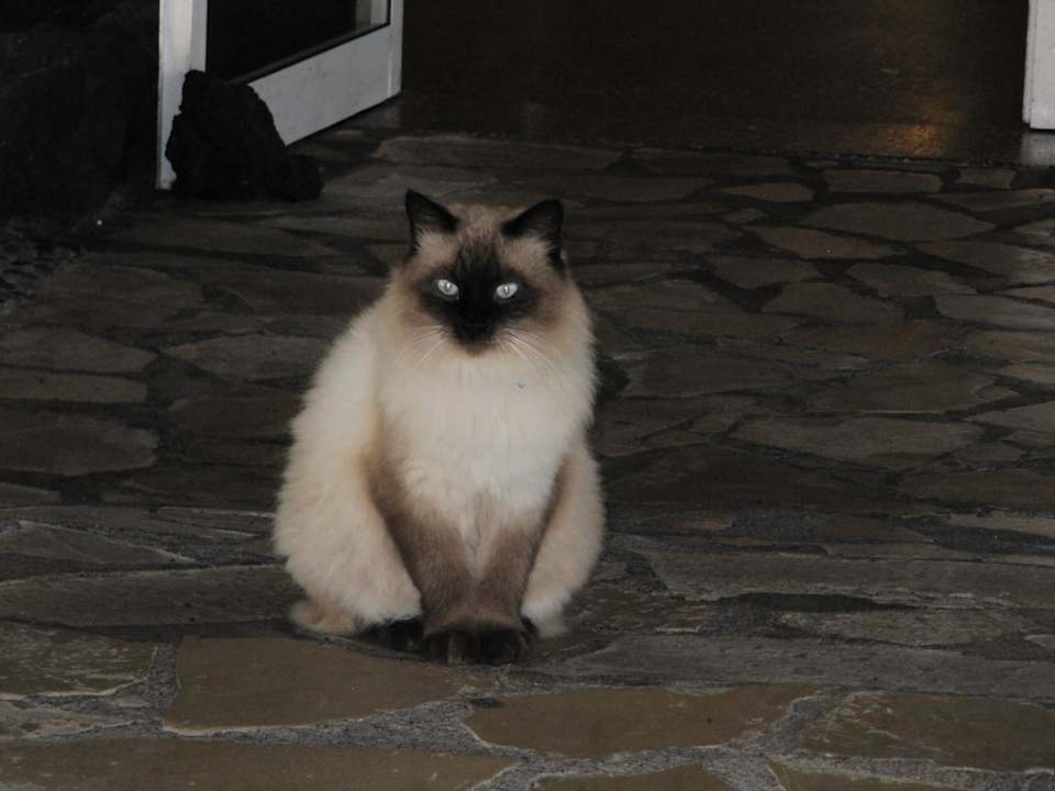 Der flauschige Hotelkater Melia La Palma Hotel
