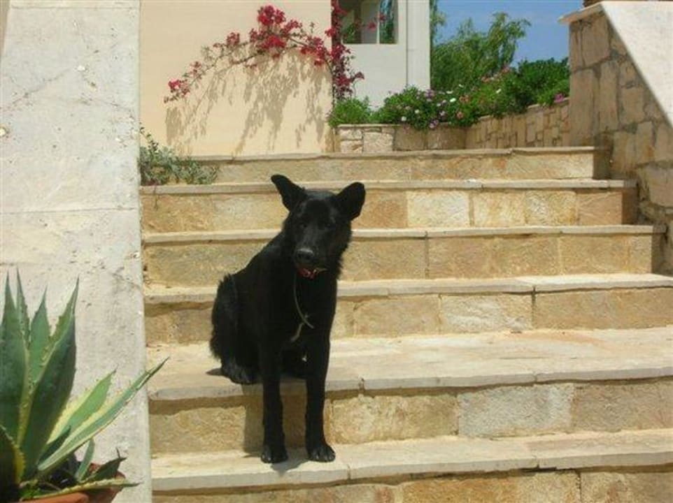Hund des Hotelbesitzers, ein Wonneproppen Hotel Bitzaro Grande