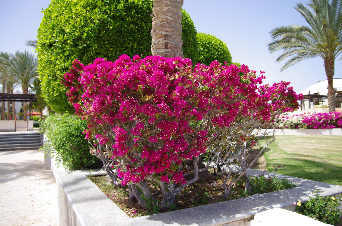 Gartenanlage Pickalbatros Palace Hotel-Port Ghalib