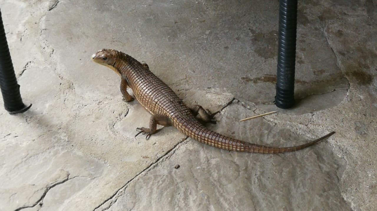 Gartenanlage Bahari Beach Hotel