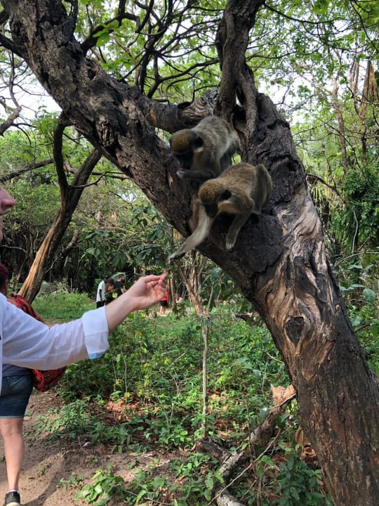 Sonstiges TUI BLUE Tamala