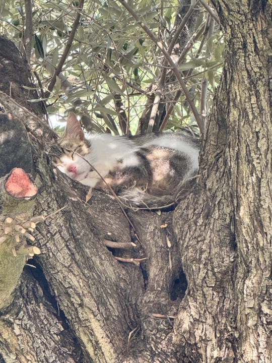 Gartenanlage Voyage Torba