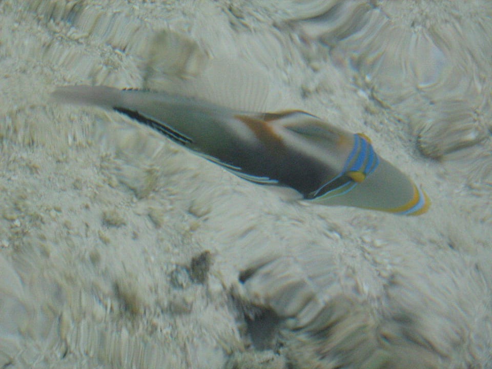 Davon gibt es ganz viele, Hotel Hudhuran Fushi Adaaran Select Hudhuran Fushi - Premium All Inclusive