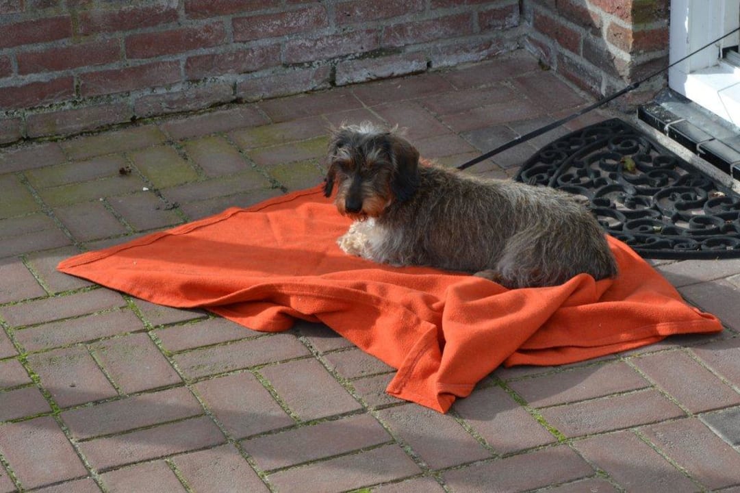 Mitreisender Ferienhäuser Villahof Tessel