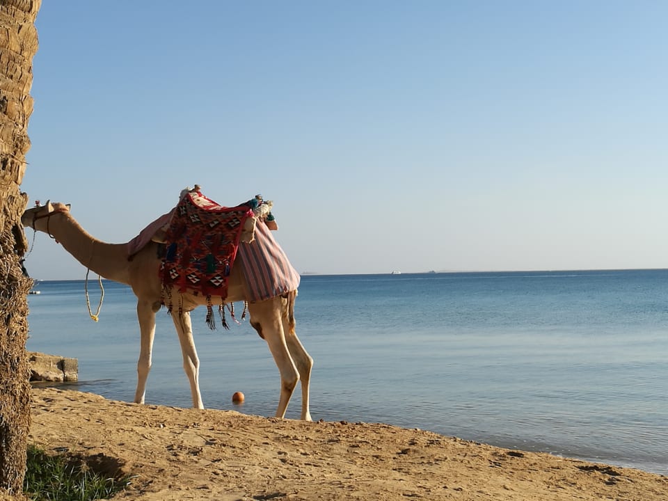 Strand Palm Royale Resort - Soma Bay