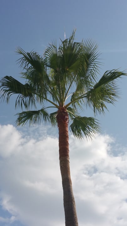 Gartenanlage Nozha Beach Resort & Spa