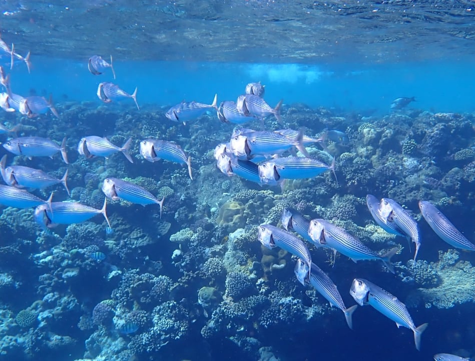 Strand Three Corners Equinox Beach Resort