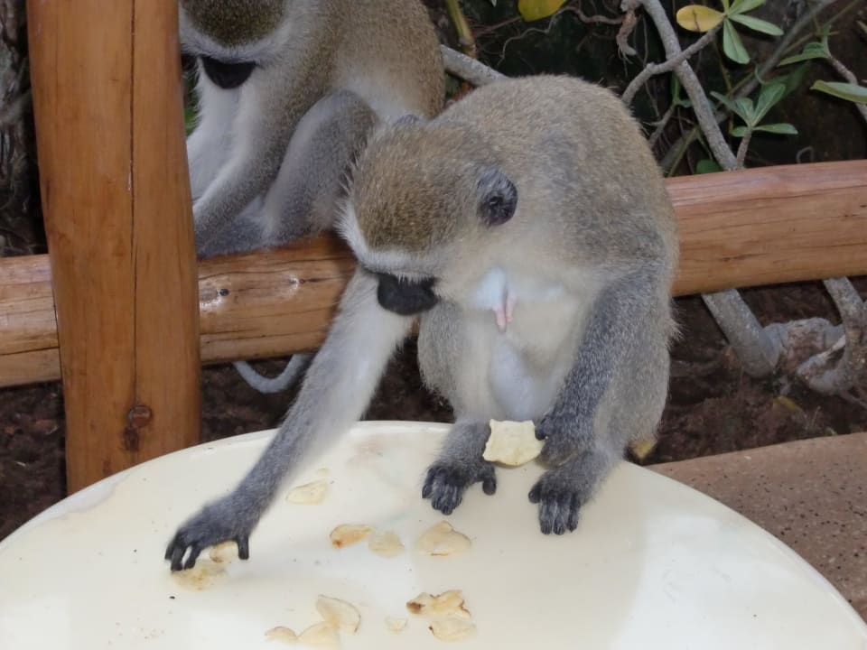 Mit Vorliebe Chips und Sprite   Travellers Beach Hotel & Club