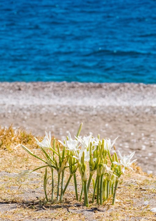 Strand Ekaterini Hotel