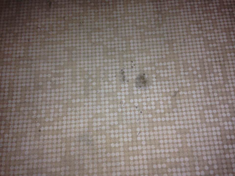 Schmutziger Teppichboden auf den Fluren My Aegean Star Hotel