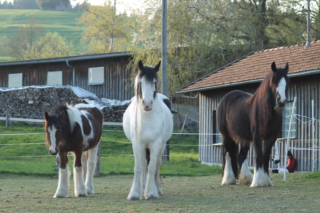 Sonstiges Ferienhof Kastanienhof Eschach