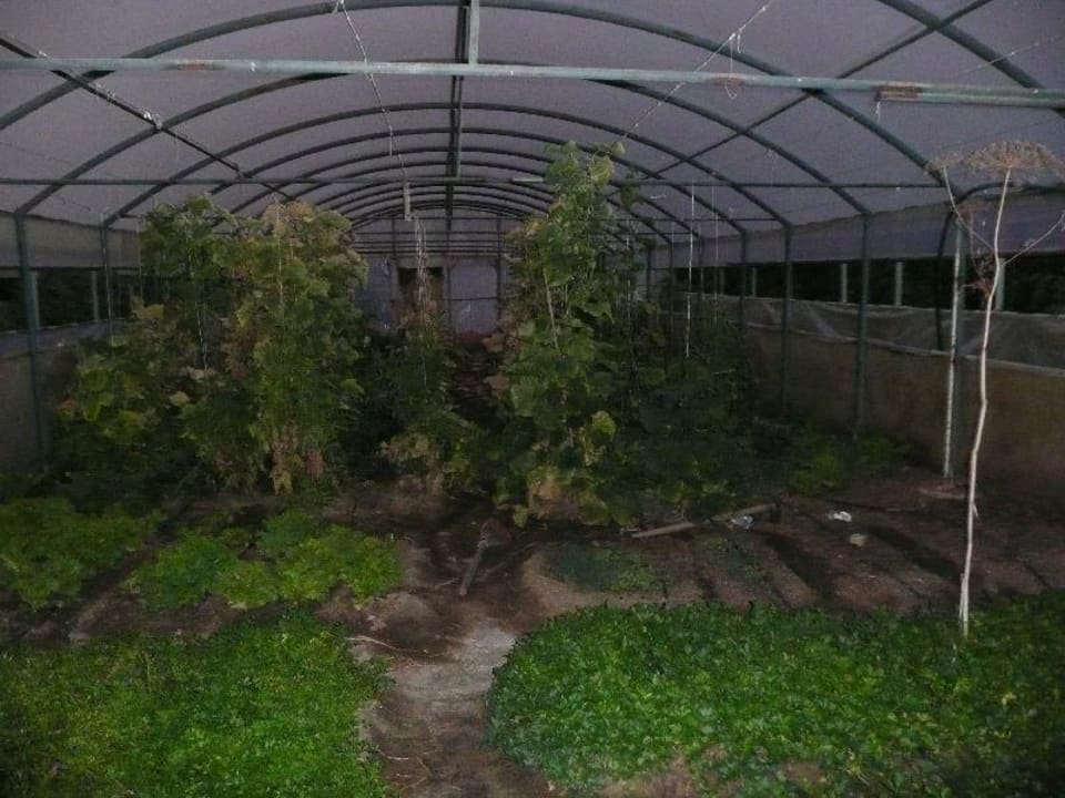 Gewächshaus Hotel Geranion Village