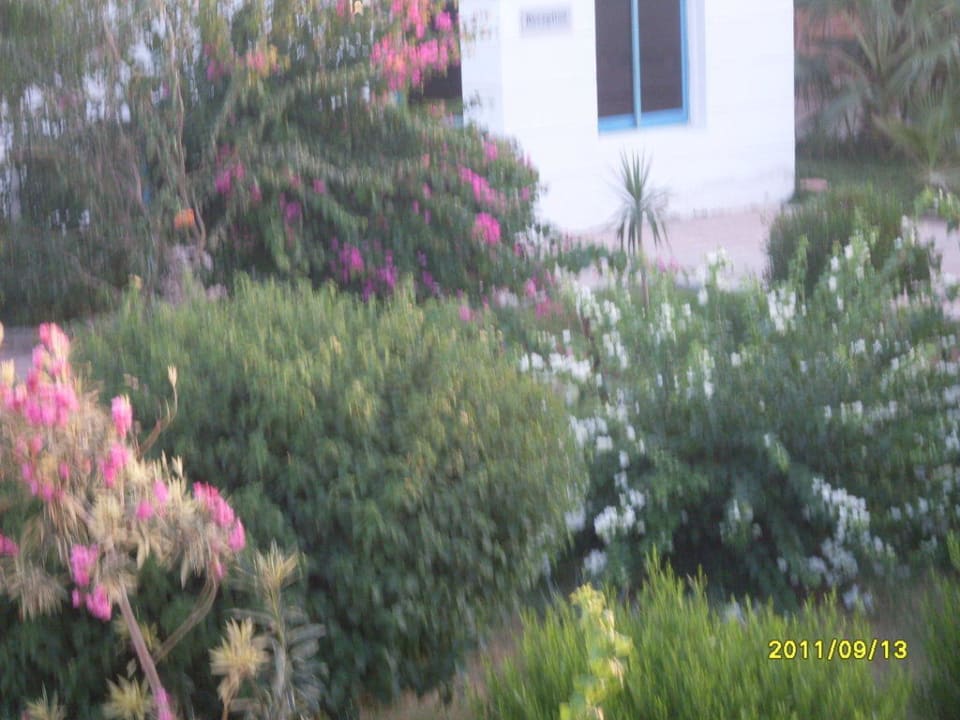 Gartenanlage Hotel Coral Garden