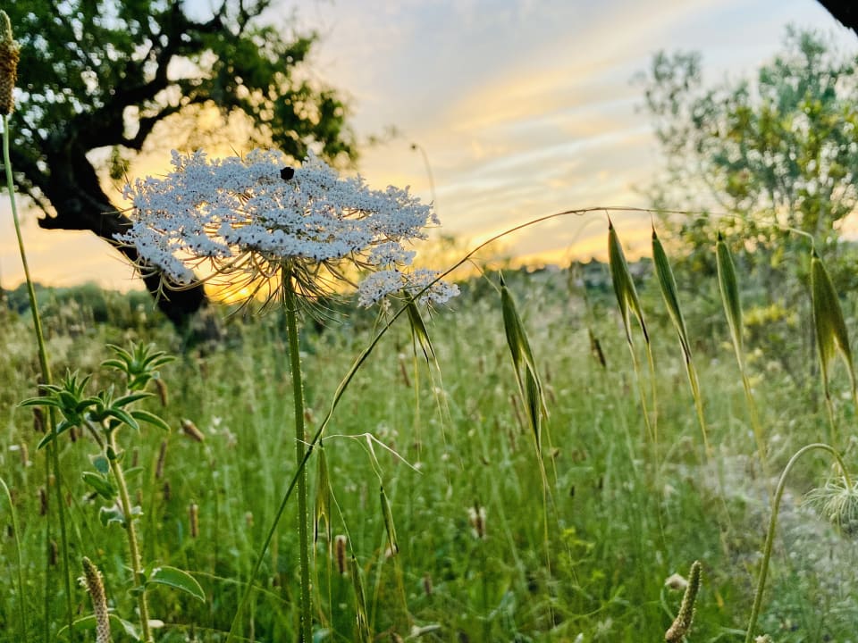 Gartenanlage Finca Oase Can Negre