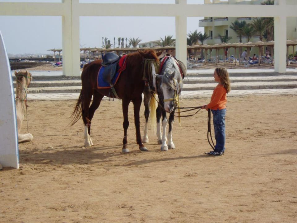 Strand des Palm Beach Palm Beach Resort