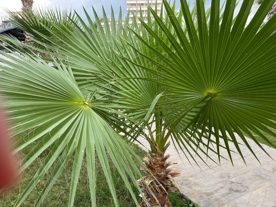 Sonstiges Saturn Palace Resort Hotel