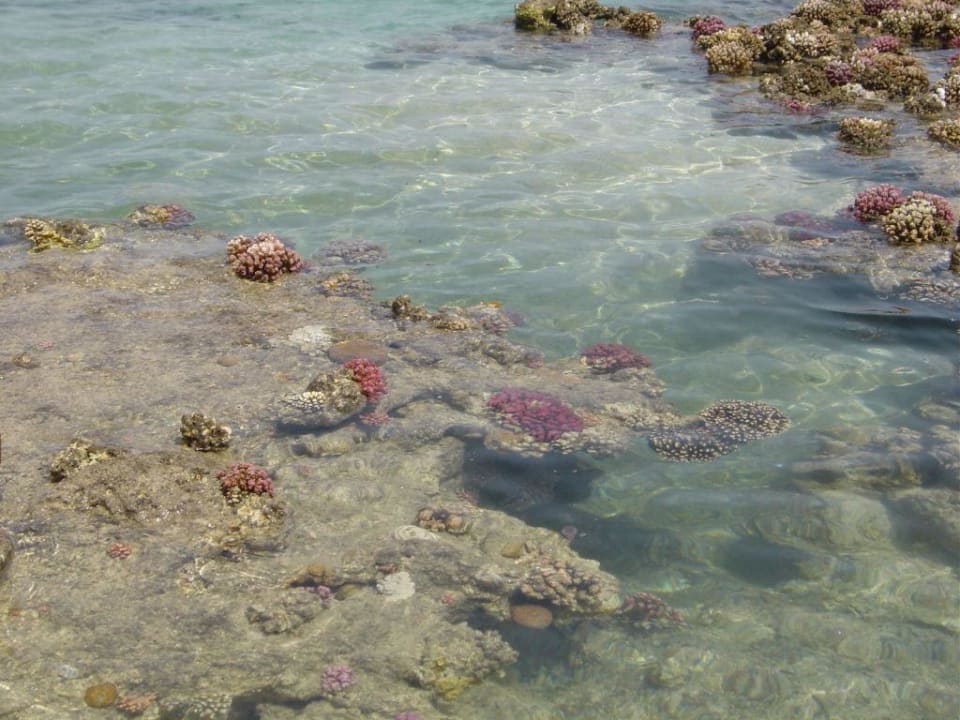 Korallen bei Ebbe Utopia Beach Club