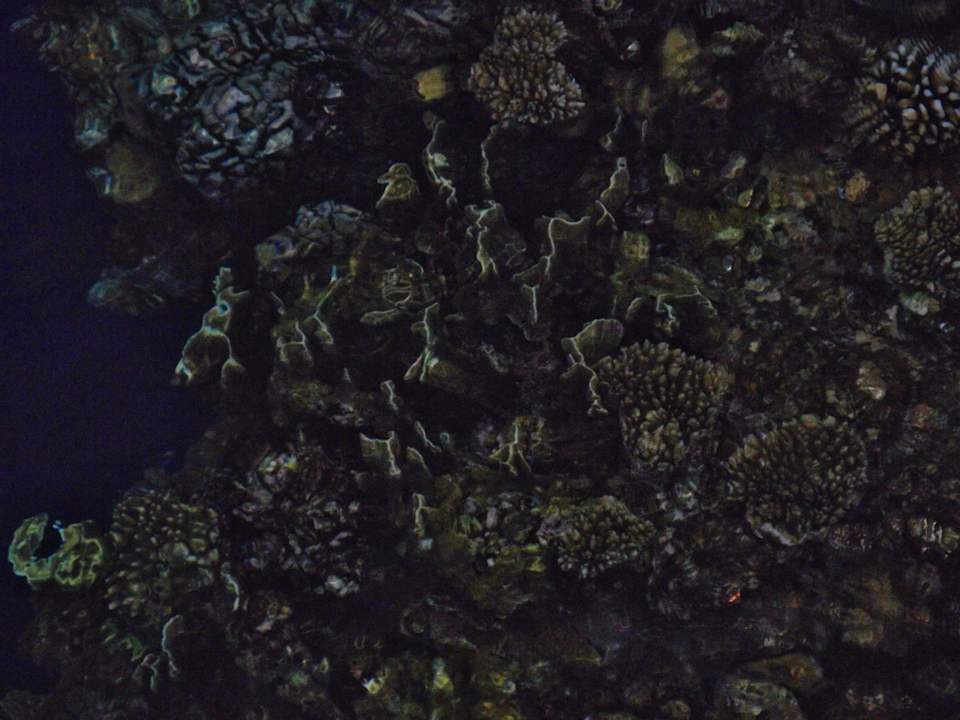 Korallen The Grand Hotel Sharm El Sheikh