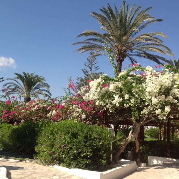 Hotel Nissi Beach Resort Hotel Nissi Beach Resort