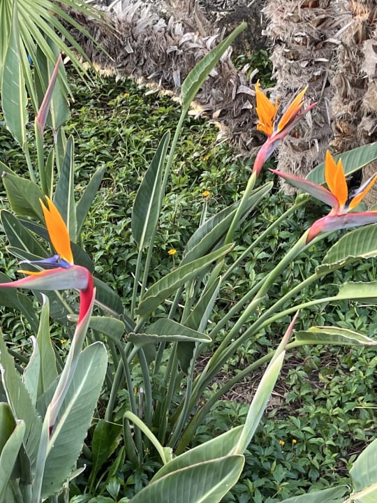 Gartenanlage Royal Wings Hotel