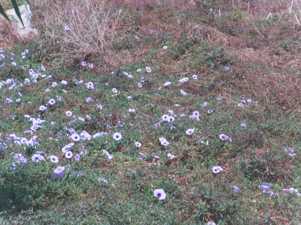 Blumenpracht H10 Tenerife Playa