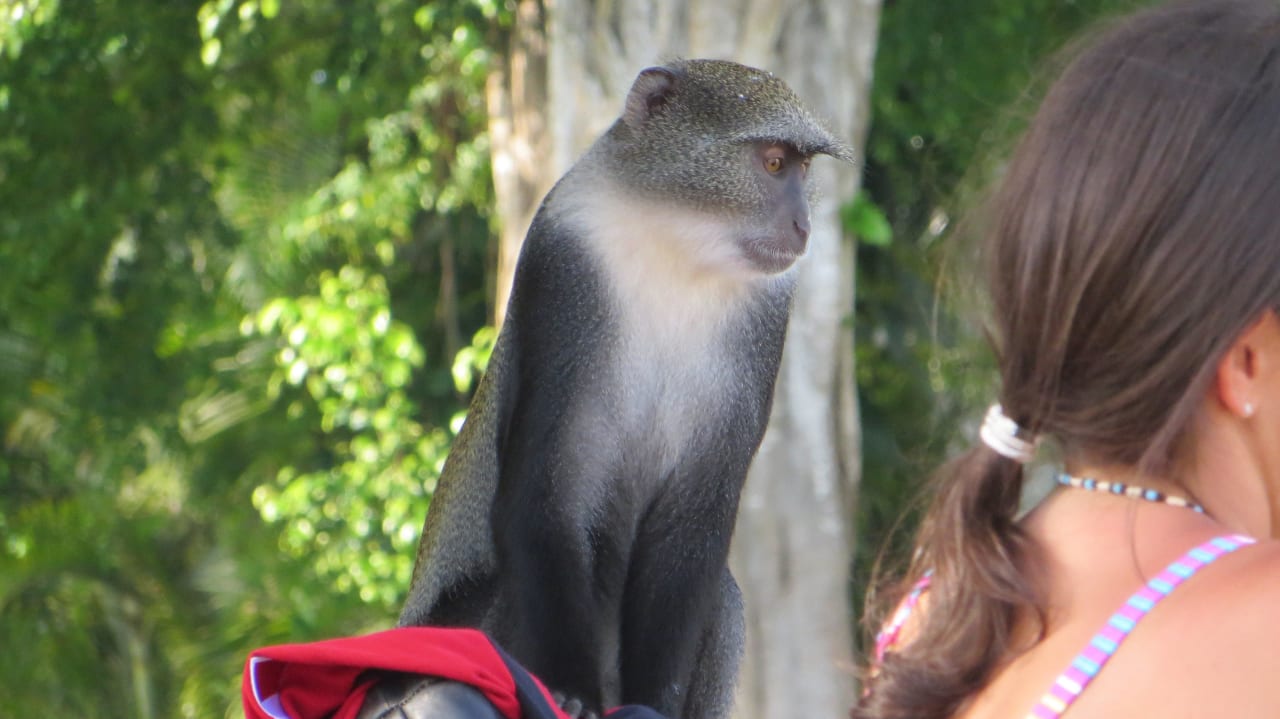 Affen am Pool und auf dem Gelände Hotel Southern Palms Beach Resort