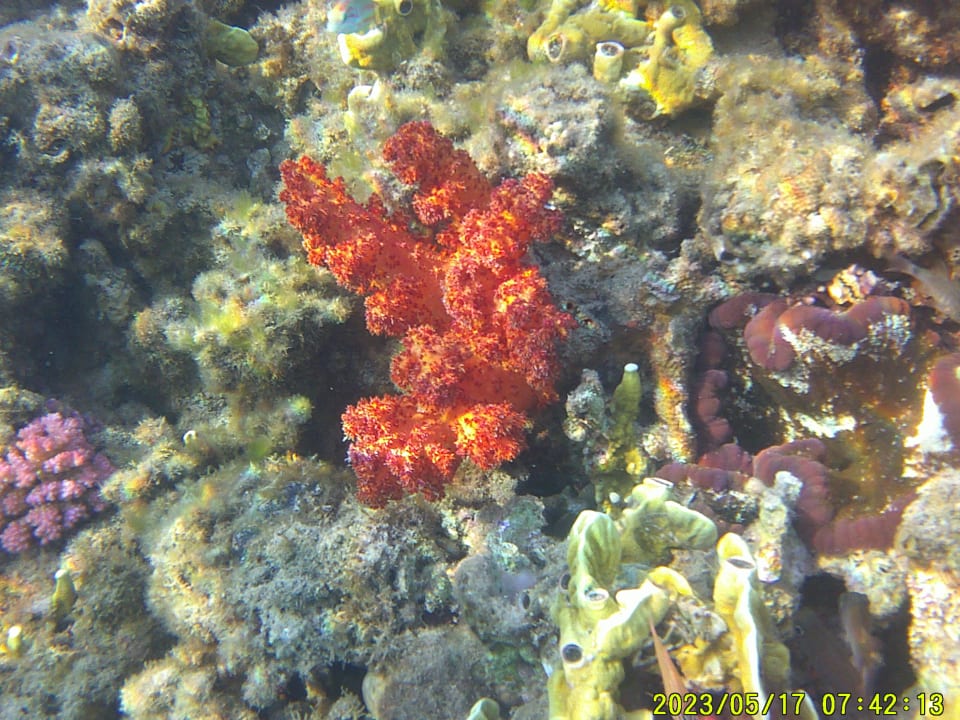 Sport & Freizeit Shams Prestige Abu Soma-Adults Only