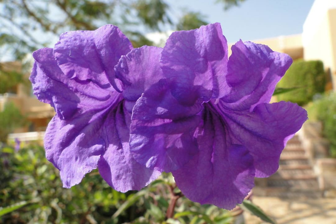 Blüten  Golden Beach Resort
