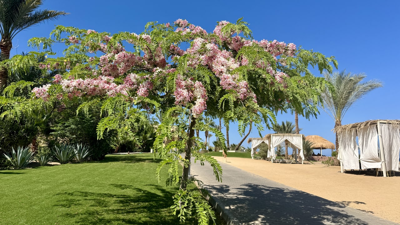 Gartenanlage Steigenberger Coraya Beach - Adults only