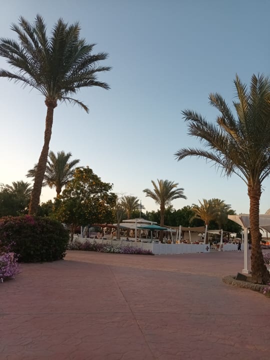 Gartenanlage Desert Rose