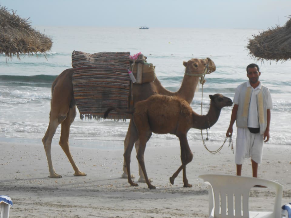 Dromedar am Strand Mahdia Beach & Aquapark