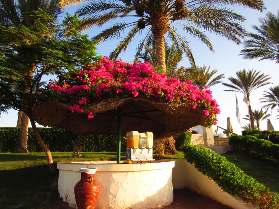 Gartenanlage Sharm Club Beach Resort