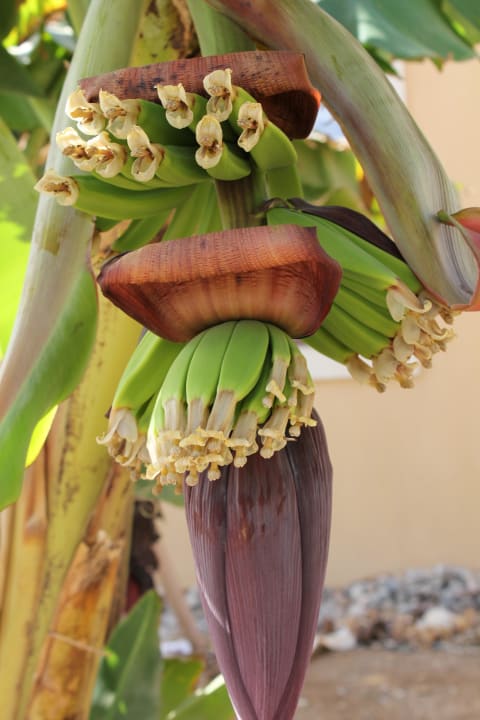 Bananen plantage Radisson Blu Resort, El Quseir