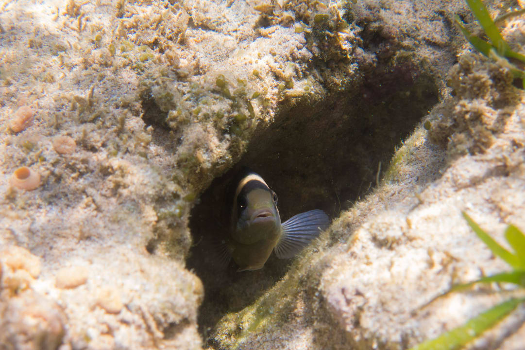 Beim Schnorcheln The Laguna A Luxury Collection Resort & Spa