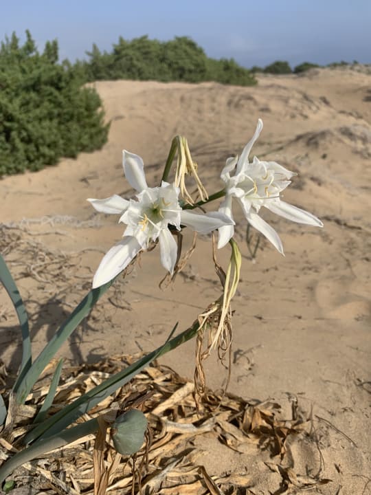 Strand Sandy Villas Resort